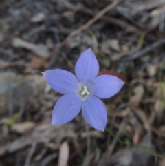 Wahlenbergia capillaris at Conder, ACT - 2 Oct 2014