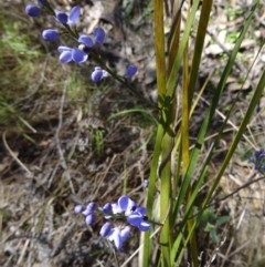 Comesperma volubile (Love Creeper) at Paddys River, ACT - 3 Oct 2014 by galah681