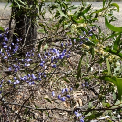 Comesperma volubile (Love Creeper) at Paddys River, ACT - 4 Oct 2014 by galah681