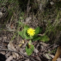 Cymbonotus sp. (preissianus or lawsonianus) (Bears Ears) at Tidbinbilla Nature Reserve - 3 Oct 2014 by galah681