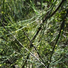 Exocarpos strictus (Dwarf Cherry) at Tidbinbilla Nature Reserve - 4 Oct 2014 by galah681