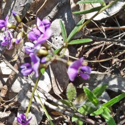 Glycine clandestina (Twining Glycine) at Paddys River, ACT - 4 Oct 2014 by galah681