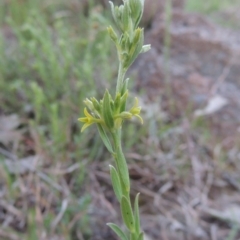 Pimelea curviflora (Curved Rice-flower) at Kambah, ACT - 30 Sep 2014 by MichaelBedingfield