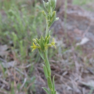 Pimelea curviflora at Kambah, ACT - 30 Sep 2014 07:14 PM