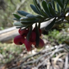 Grevillea lanigera (Woolly Grevillea) at Tidbinbilla Nature Reserve - 3 Oct 2014 by galah681