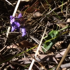 Hardenbergia violacea (False Sarsaparilla) at Paddys River, ACT - 4 Oct 2014 by galah681