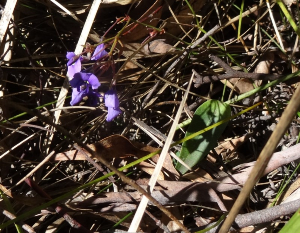 Hardenbergia violacea at Paddys River, ACT - 4 Oct 2014