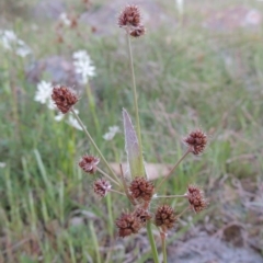 Luzula densiflora (Dense Wood-rush) at Kambah, ACT - 30 Sep 2014 by MichaelBedingfield