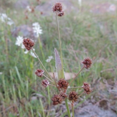 Luzula densiflora (Dense Wood-rush) at Kambah, ACT - 30 Sep 2014 by MichaelBedingfield