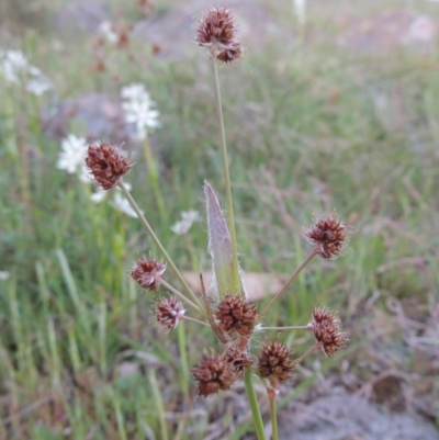 Luzula densiflora (Dense Wood-rush) at Kambah, ACT - 30 Sep 2014 by michaelb