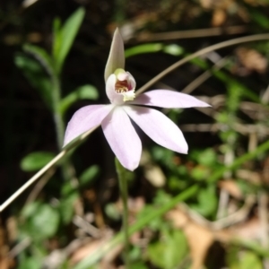 Caladenia fuscata at Paddys River, ACT - 4 Oct 2014