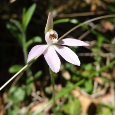 Caladenia fuscata (Dusky Fingers) at Paddys River, ACT - 4 Oct 2014 by galah681