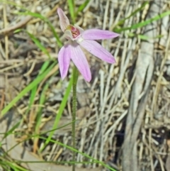 Caladenia fuscata (Dusky Fingers) at Paddys River, ACT - 4 Oct 2014 by galah681