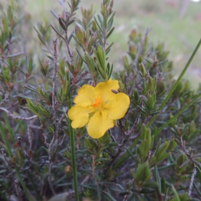 Hibbertia calycina (Lesser Guinea-flower) at Kambah, ACT - 30 Sep 2014 by MichaelBedingfield