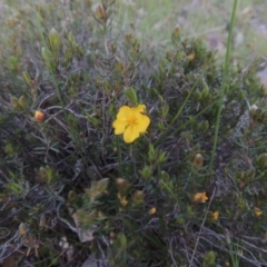 Hibbertia calycina at Kambah, ACT - 30 Sep 2014 07:21 PM