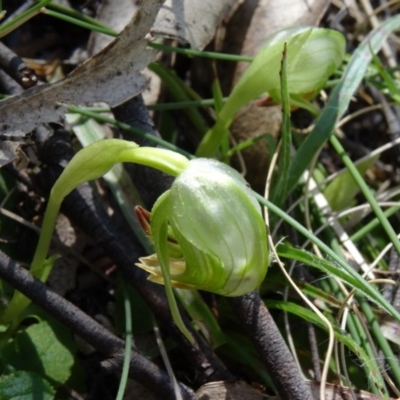Pterostylis nutans (Nodding Greenhood) at Paddys River, ACT - 4 Oct 2014 by galah681