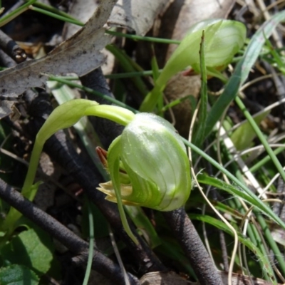 Pterostylis nutans (Nodding Greenhood) at Tidbinbilla Nature Reserve - 4 Oct 2014 by galah681