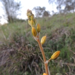 Bulbine bulbosa (Golden Lily, Bulbine Lily) at Kambah, ACT - 30 Sep 2014 by MichaelBedingfield