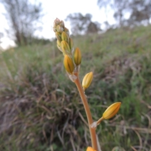 Bulbine bulbosa at Kambah, ACT - 30 Sep 2014 07:26 PM