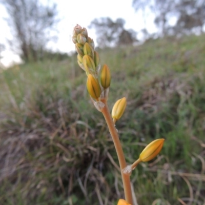 Bulbine bulbosa (Golden Lily, Bulbine Lily) at Kambah, ACT - 30 Sep 2014 by MichaelBedingfield