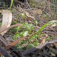 Pterostylis nutans (Nodding Greenhood) at Tidbinbilla Nature Reserve - 4 Oct 2014 by galah681