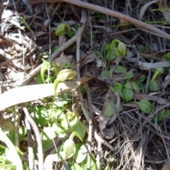 Pterostylis nutans at Paddys River, ACT - 4 Oct 2014