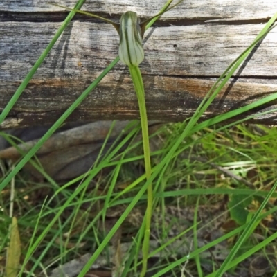 Pterostylis pedunculata (Maroonhood) at Tidbinbilla Nature Reserve - 4 Oct 2014 by galah681