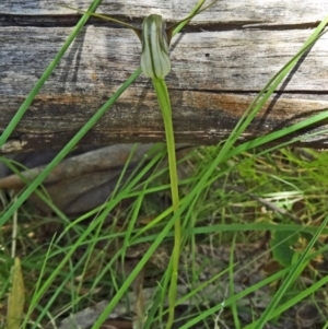 Pterostylis pedunculata at Paddys River, ACT - 4 Oct 2014