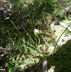 Pterostylis pedunculata at Paddys River, ACT - 4 Oct 2014