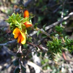 Pultenaea procumbens at Paddys River, ACT - 4 Oct 2014 09:44 AM