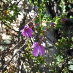Tetratheca bauerifolia (Heath Pink-bells) at Paddys River, ACT - 4 Oct 2014 by galah681