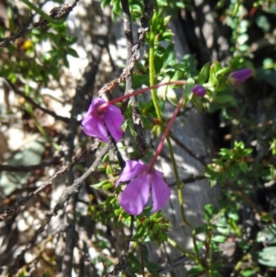 Tetratheca bauerifolia (Heath Pink-bells) at Tidbinbilla Nature Reserve - 3 Oct 2014 by galah681
