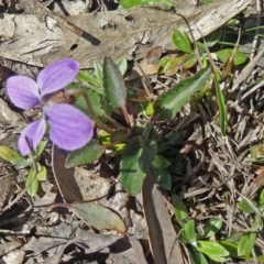 Viola betonicifolia (Mountain Violet) at Paddys River, ACT - 4 Oct 2014 by galah681