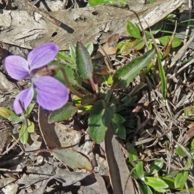 Viola betonicifolia (Mountain Violet) at Tidbinbilla Nature Reserve - 3 Oct 2014 by galah681