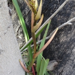 Dianella tasmanica (Tasman Flax Lily) at Tidbinbilla Nature Reserve - 4 Oct 2014 by galah681