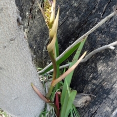 Dianella tasmanica at Paddys River, ACT - 4 Oct 2014