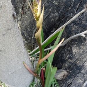 Dianella tasmanica at Paddys River, ACT - 4 Oct 2014 10:36 AM