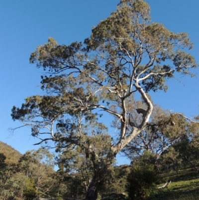 Eucalyptus melliodora (Yellow Box) at Rob Roy Range - 2 Oct 2014 by michaelb