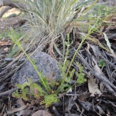 Daucus glochidiatus (Australian Carrot) at Conder, ACT - 2 Oct 2014 by MichaelBedingfield