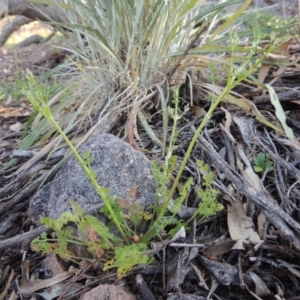 Daucus glochidiatus at Conder, ACT - 2 Oct 2014 05:54 PM