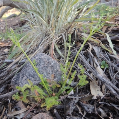 Daucus glochidiatus (Australian Carrot) at Conder, ACT - 2 Oct 2014 by MichaelBedingfield