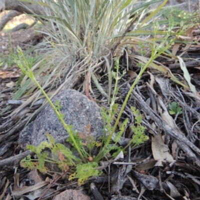 Daucus glochidiatus (Australian Carrot) at Rob Roy Range - 2 Oct 2014 by michaelb