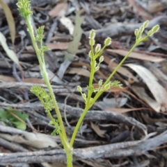 Daucus glochidiatus at Conder, ACT - 2 Oct 2014