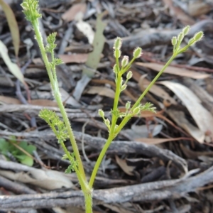 Daucus glochidiatus at Conder, ACT - 2 Oct 2014