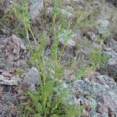 Daucus glochidiatus at Conder, ACT - 2 Oct 2014