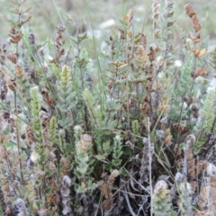 Cheilanthes distans (Bristly Cloak Fern) at Conder, ACT - 2 Oct 2014 by michaelb