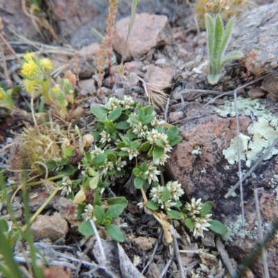 Alternanthera sp. A Flora of NSW (M. Gray 5187) J. Palmer at Rob Roy Range - 2 Oct 2014 by michaelb