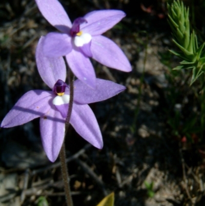 Glossodia major (Wax Lip Orchid) at Farrer Ridge - 3 Oct 2014 by julielindner