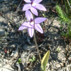 Glossodia major at Farrer Ridge - 4 Oct 2014