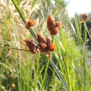 Bolboschoenus caldwellii at Greenway, ACT - 19 Dec 2015